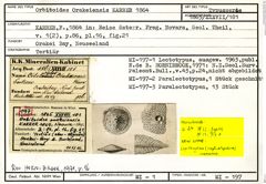 Karteikarte zum Syntyp von Orbitoides orakeiensis Karrer, 1864